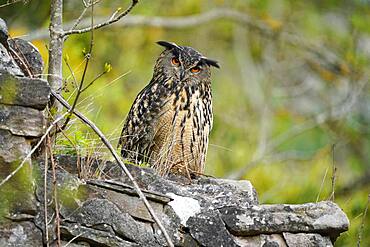 Eurasian eagle-owl (Bubo bubo) sitting on a wall, wildlife, Black Forest, Baden-Wuerttemberg, Germany, Europe