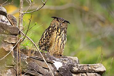 Eurasian eagle-owl (Bubo bubo) sitting on a wall, wildlife, Black Forest, Baden-Wuerttemberg, Germany, Europe