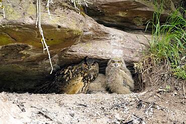 Eurasian eagle-owl (Bubo bubo) chicks sitting in a crevice, wildlife, Black Forest, Baden-Wuerttemberg, Germany, Europe