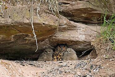 Eurasian eagle-owl (Bubo bubo) chicks sitting in a crevice, wildlife, Black Forest, Baden-Wuerttemberg, Germany, Europe