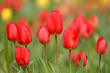 Tulips bloom, Weinheim, Baden-Wuerttemberg, Germany, Europe