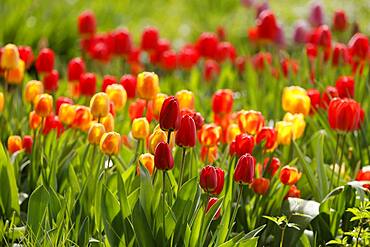 Tulips bloom, Weinheim, Baden-Wuerttemberg, Germany, Europe