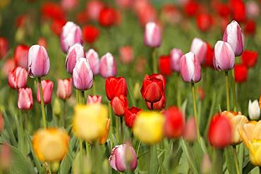 Tulips bloom, Weinheim, Baden-Wuerttemberg, Germany, Europe