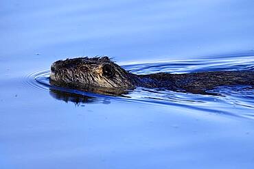 Nutria, coypu (Myocastor coypus), swimming, Germany, Europe