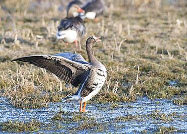 Greater white-fronted goose (Anser albifrons), roosting, flapping wings, Duemmerniederung, Niedersacshen, Germany, Europe