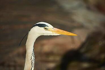 Grey heron (Ardea cinerea), portrait, Bavaria, Germany, Europe