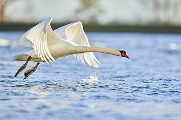 Mute swan (Cygnus olor), starting on Donau river, Upper Palatinate, Bavaria, Germany, Europe