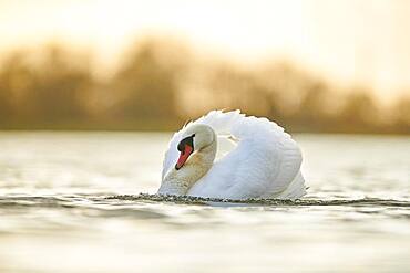 Mute swan (Cygnus olor), swimming, Donau river, Upper Palatinate, Bavaria, Germany, Europe