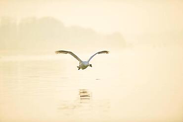 Mute swan (Cygnus olor), flying above Donau river, Upper Palatinate, Bavaria, Germany, Europe