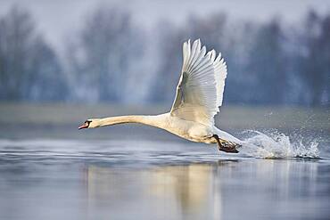 Mute swan (Cygnus olor), starting on Donau river, Upper Palatinate, Bavaria, Germany, Europe