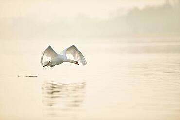 Mute swan (Cygnus olor), flying above Donau river, Upper Palatinate, Bavaria, Germany, Europe