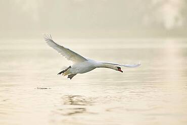 Mute swan (Cygnus olor), flying above Donau river, Upper Palatinate, Bavaria, Germany, Europe