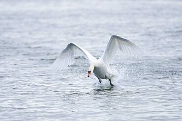 Mute swan (Cygnus olor), starting on Donau river, Upper Palatinate, Bavaria, Germany, Europe