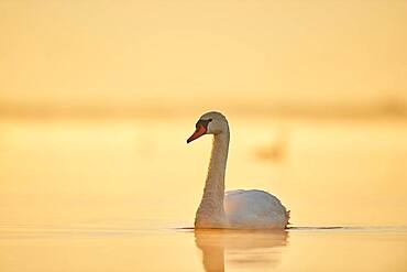 Mute swan (Cygnus olor) swimming on donau river at sunrise, Bavaria, Germany, Europe