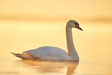 Mute swan (Cygnus olor) swimming on donau river at sunrise, Bavaria, Germany, Europe