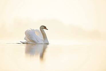 Mute swan (Cygnus olor), swimming, Donau river, Upper Palatinate, Bavaria, Germany, Europe
