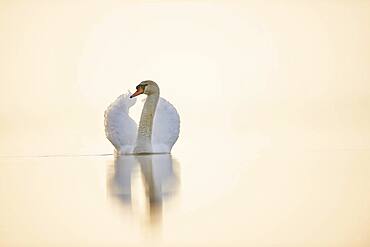 Mute swan (Cygnus olor), swimming, Donau river, Upper Palatinate, Bavaria, Germany, Europe
