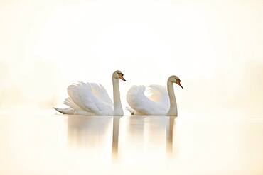 Mute swans (Cygnus olor), two, swimming, Donau river, Upper Palatinate, Bavaria, Germany, Europe