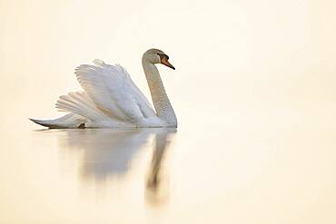 Mute swan (Cygnus olor), swimming, Donau river, Upper Palatinate, Bavaria, Germany, Europe