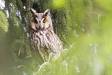 Long-eared owl (Asio otus), sitting on spruce branch, animal portrait, Hesse, Germany, Europe