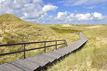 Boardwalks in the dune area, Norddorf, Amrum, North Frisian Island, North Frisia, Schleswig-Holstein, Germany, Europe