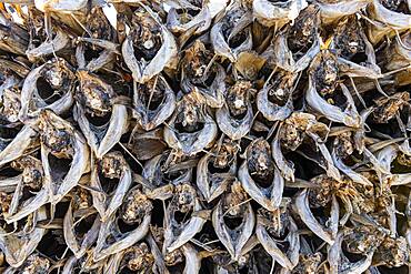 Dried fish in the harbour of Reine, Lofoten, Norway, Europe