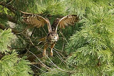 Eurasian eagle-owl (Bubo bubo) flying, wildlife, Black Forest, Baden-Wuerttemberg, Germany, Europe