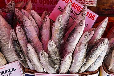 Deep frozen fish at the Fish and meat market, Yakutsk, Sakha Republic, Russia, Europe