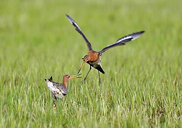 Fighting black-tailed godwits (Limosa limosa) in a meadow at Lake Duemmer, Germany, Europe