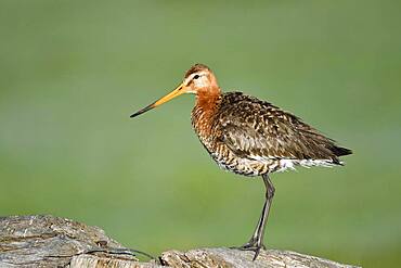 Black-tailed godwit (Limosa limosa) on a fence post at Lake Duemmer, Germany, Europe