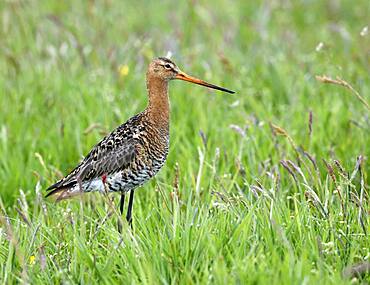 Black-tailed godwit (Limosa limosa) in a meadow at Lake Duemmer, Germany, Europe