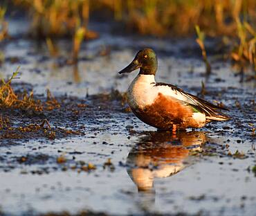 Northern Shovelers (Anas clypeata) in a marsh, Duemmer, North Germany, Germany, Europe