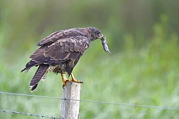 Steppe buzzard (Buteo buteo) with captured vole, Lake Duemmer, Germany, Europe