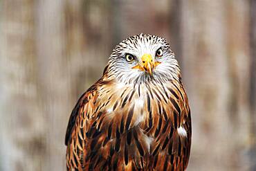 Red kite (Milvus milvus), animal portrait, captive, Germany, Europe