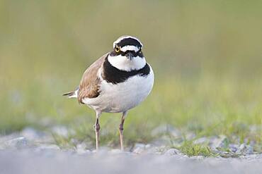 Little ringed plover (Charadrius dubius), Emsland, Lower Saxony, Germany, Europe