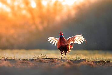 Pheasant (Phasianus colchicus), calling male, courtship, flapping wings, fluttering, Blankenfelde, Germany, Europe