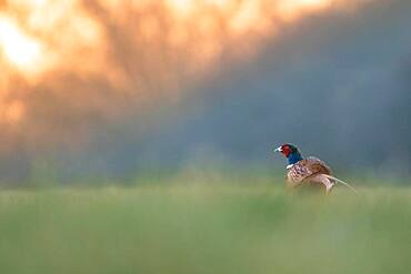 Pheasant (Phasianus colchicus), male sitting in the meadow, sunrise, Blankenfelde, Germany, Europe