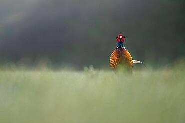 Pheasant (Phasianus colchicus), male standing in the meadow, Blankenfelde, Germany, Europe