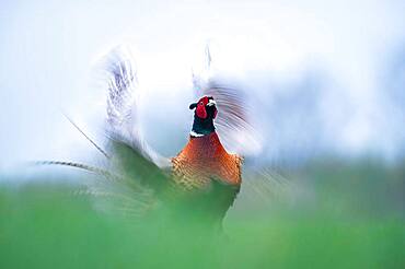 Pheasant (Phasianus colchicus), mating male, flapping wings, calling, Blankenfelde, Germany, Europe