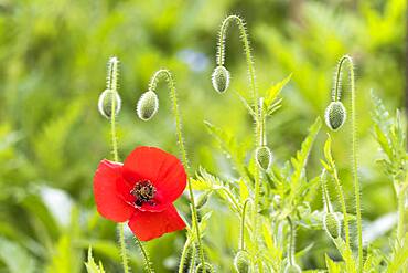 Poppy flower (Papaver rhoeas), Hesse, Germany, Europe