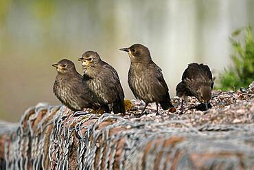 Starling (Sturnus vulgaris) young birds on a wall, Germany, Europe