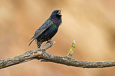 Starling (Sturnus vulgaris) singing on a branch, Germany, Europe