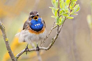 Bluethroat (Luscinia svecica), male, singing, on the singing platform, April, Texel Island, North Holland, North Sea, Netherlands