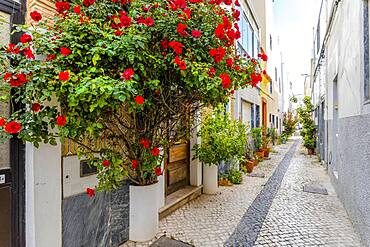 Red flowers and other plants decorating the narrow street of Olhao, Algarve, Portugal, Europe