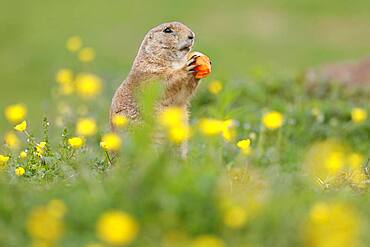 Black-tailed Prairie Dog (Cynomys ludovicianus) in a flowering meadow, Germany, Europe