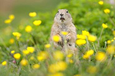 Black-tailed Prairie Dog (Cynomys ludovicianus) in a flowering meadow, Germany, Europe