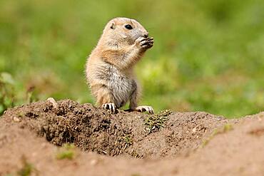 Black-tailed Prairie Dog (Cynomys ludovicianus) Young on burrow, Germany, Europe