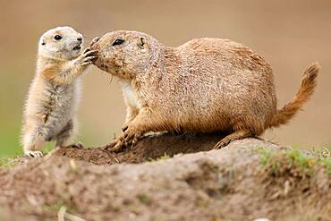 Black-tailed Prairie Dog (Cynomys ludovicianus) young with adult at burrow, Germany, Europe