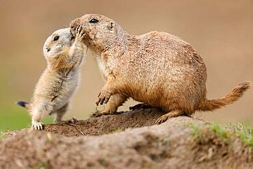 Black-tailed Prairie Dog (Cynomys ludovicianus) young with adult at burrow, Germany, Europe