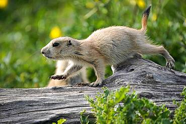 Black-tailed Prairie Dog (Cynomys ludovicianus) juvenile, Germany, Europe